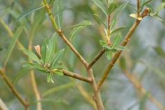 Salix