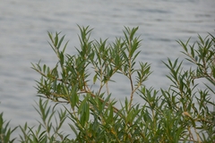 Salix