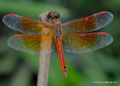Brachythemis contaminata