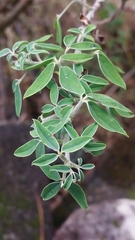 Chamaecytisus prolifer image