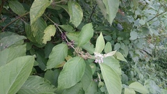 Callicarpa dichotoma