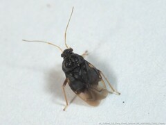 Pycnoderes quadrimaculatus