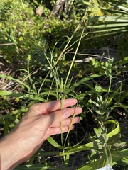 Rottboellia cochinchinensis