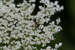 Formica pallidefulva