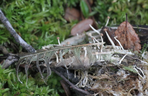 Onygena corvina image