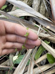 Galium bermudense