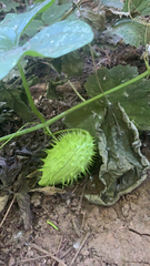 Marah oregana