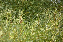 Salix