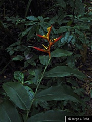 Heliconia schumanniana