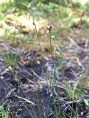 Juncus stygius