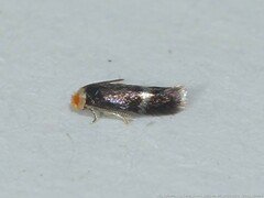 Stigmella myricafoliella