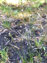 Juncus stygius