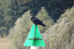 Corvus corone