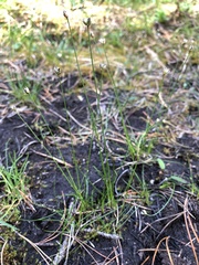 Juncus stygius