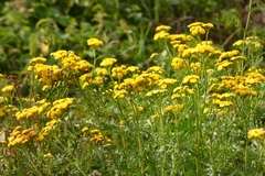 Tanacetum vulgare