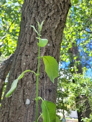 Salix caprea