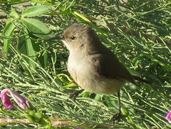 Cinnyris chalybeus albilateralis