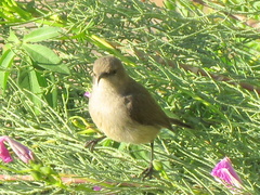 Cinnyris chalybeus albilateralis