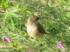 Cinnyris chalybeus albilateralis