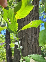 Salix caprea