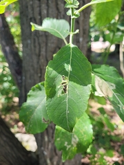 Salix caprea