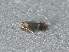 Stigmella myricafoliella