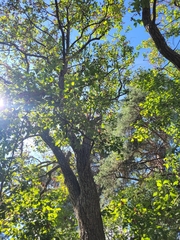 Salix caprea