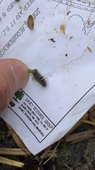 Vanessa virginiensis