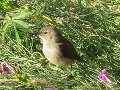 Cinnyris chalybeus albilateralis