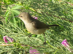 Cinnyris chalybeus albilateralis