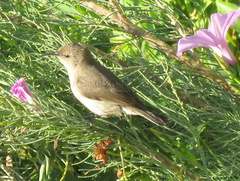 Cinnyris chalybeus albilateralis