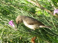 Cinnyris chalybeus albilateralis