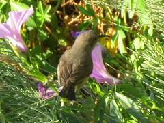 Cinnyris chalybeus albilateralis
