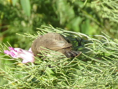 Cinnyris chalybeus albilateralis