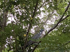 Columba palumbus