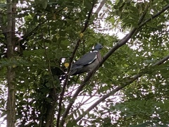 Columba palumbus