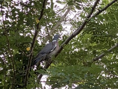 Columba palumbus