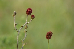 Sanguisorba officinalis