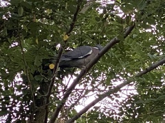 Columba palumbus
