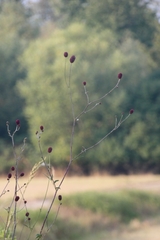 Sanguisorba officinalis