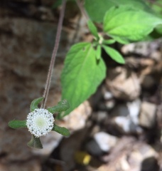 Plagiolophus millspaughii