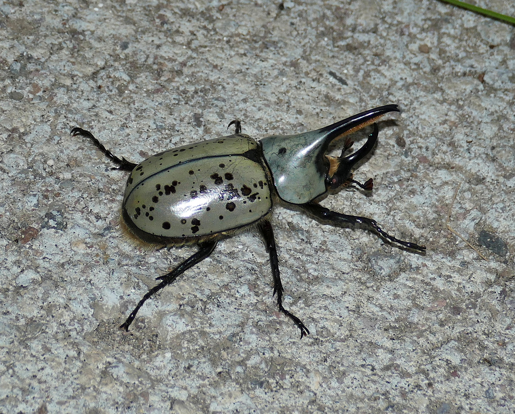 Grant's Hercules Beetle