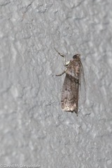 Acrobasis tricolorella