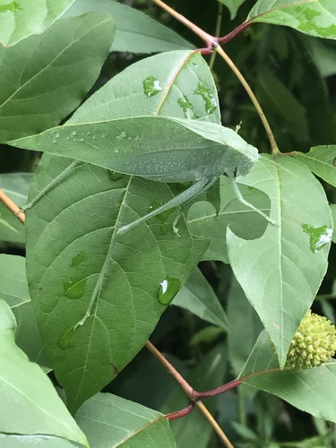 Greater angle-wing katydid