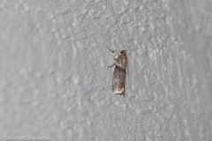 Acrobasis tricolorella