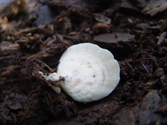 Microporellus obovatus