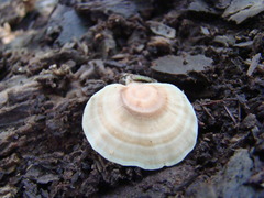Microporellus obovatus