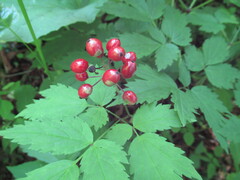 Actaea rubra rubra