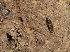 Hemicrepidius pallidipennis