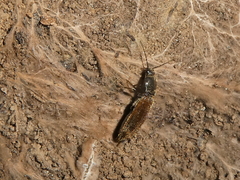 Hemicrepidius pallidipennis